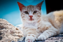 专业工具箱的ip攻击器网页版ddos