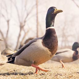 自动发货平台的网站流量攻击